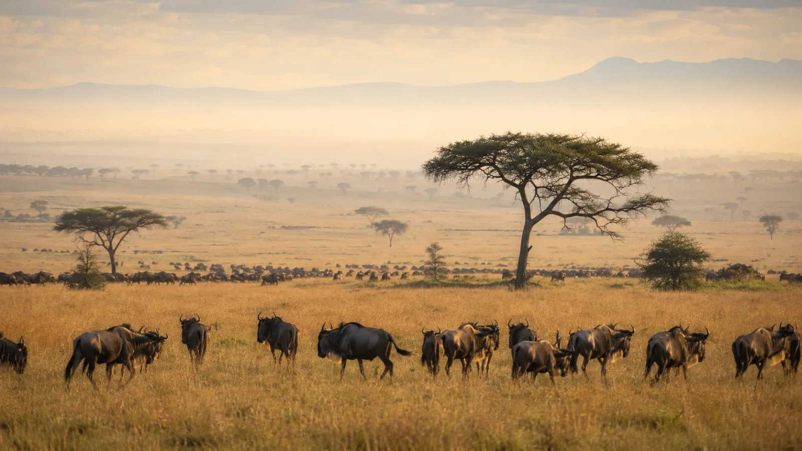Best of Tanzania Safari