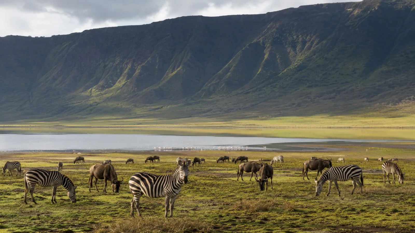 Wilderness of Tanzania Safari