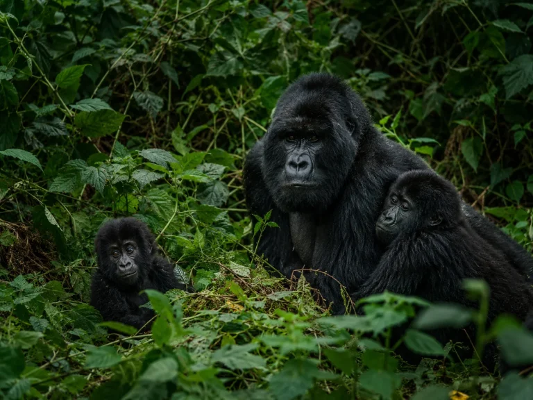 Gorilla Family At Safe Distance