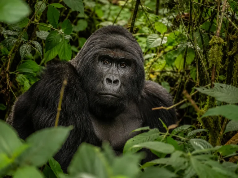 Rwanda Gorilla Portrait