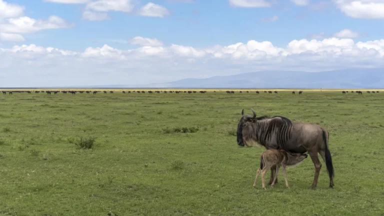 Southern Serengeti Plains Calving Country