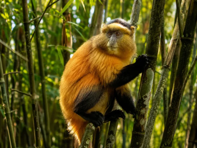 Golden Monkey Rwanda