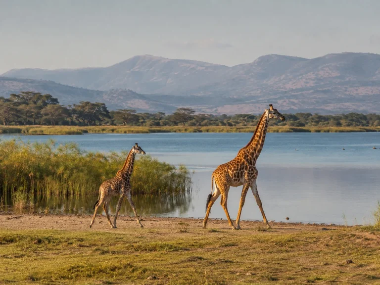 Akagera Giraffes