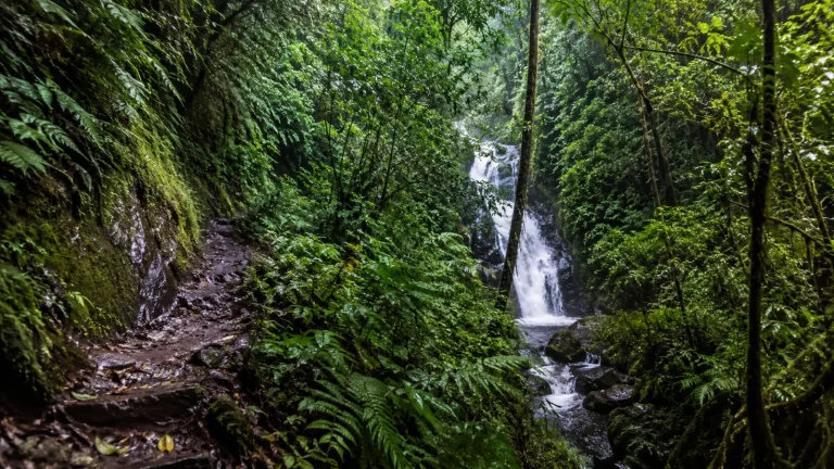 Bwindi Waterfall Trail Rainforest Path
