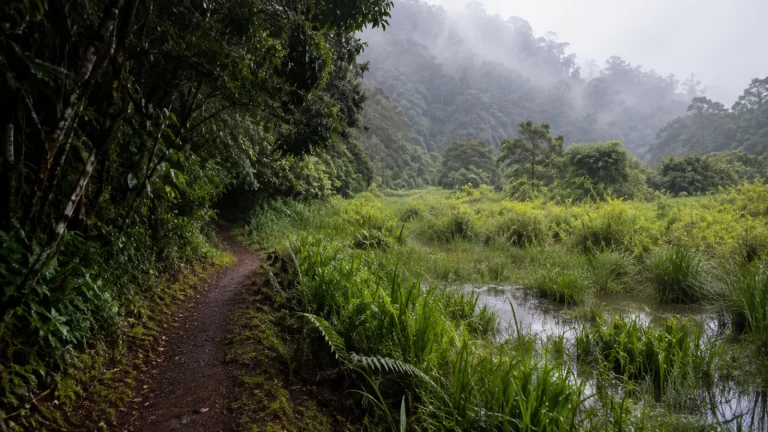 Mubwindi Swamp Trail Wetland Forest