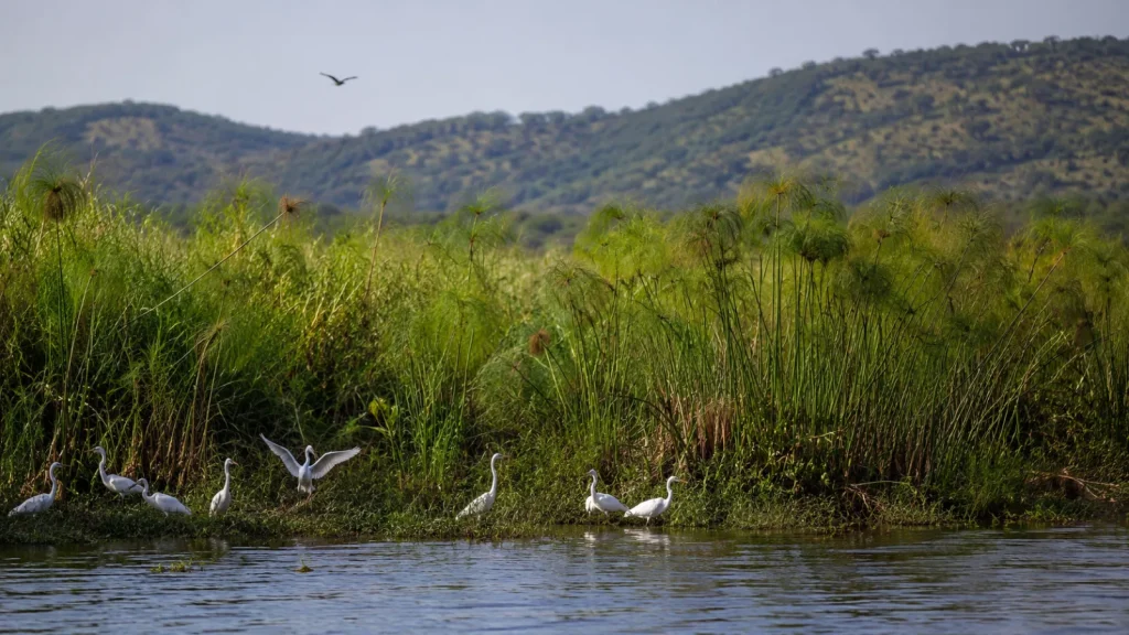 Akagera Wetlands Papyrus Lake Edge
