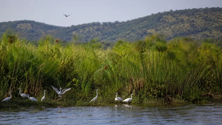 Akagera Wetlands Papyrus Lake Edge