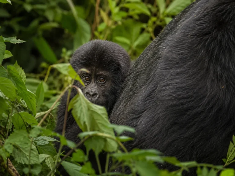 Gorilla Infant In Foliage