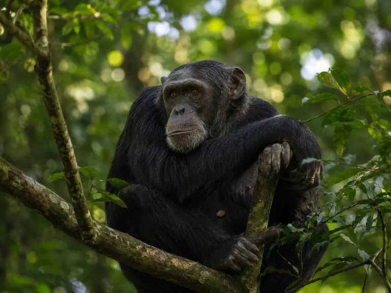Chimpanzee Thoughtful Portrait