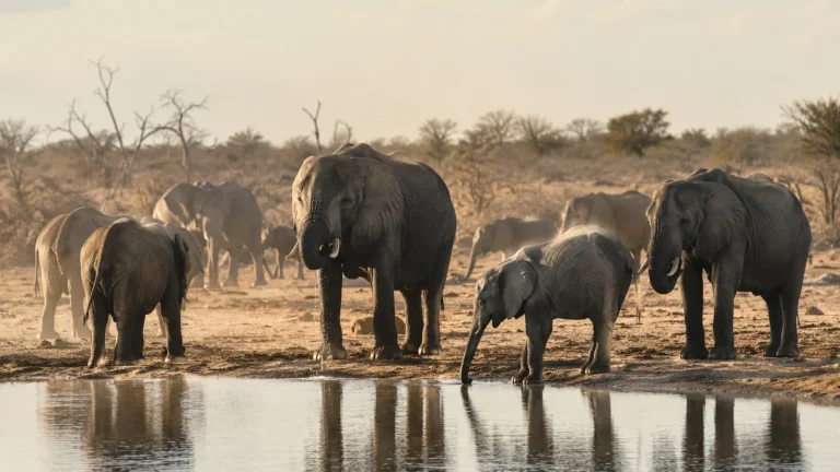 Elephants At Waterhole