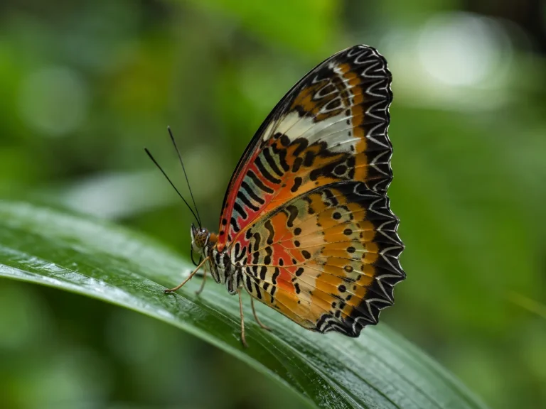 Butterfly In Rainforest