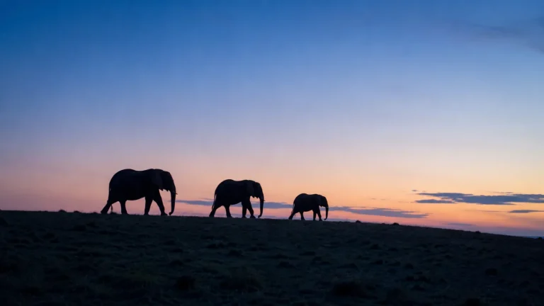 Elephant Silhouette Blue Hour
