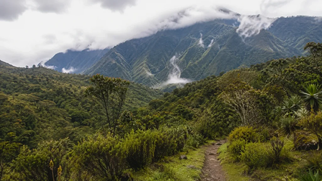 Rwenzori Foothills