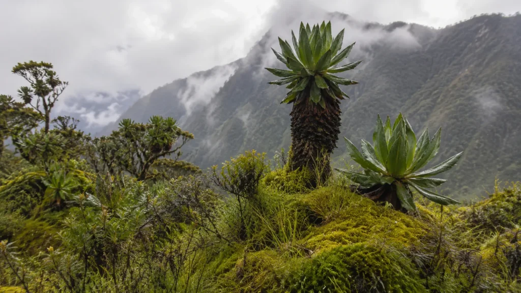 Rwenzori