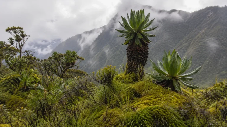Rwenzori