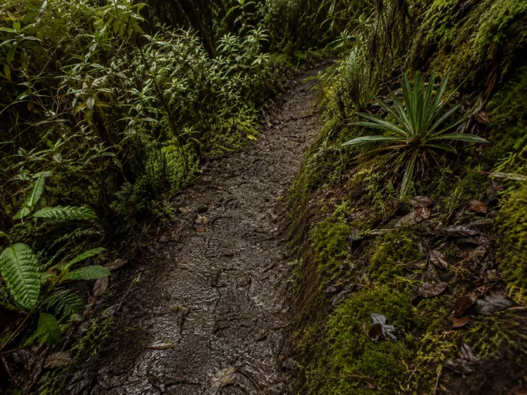 Rwenzori Trail Detail