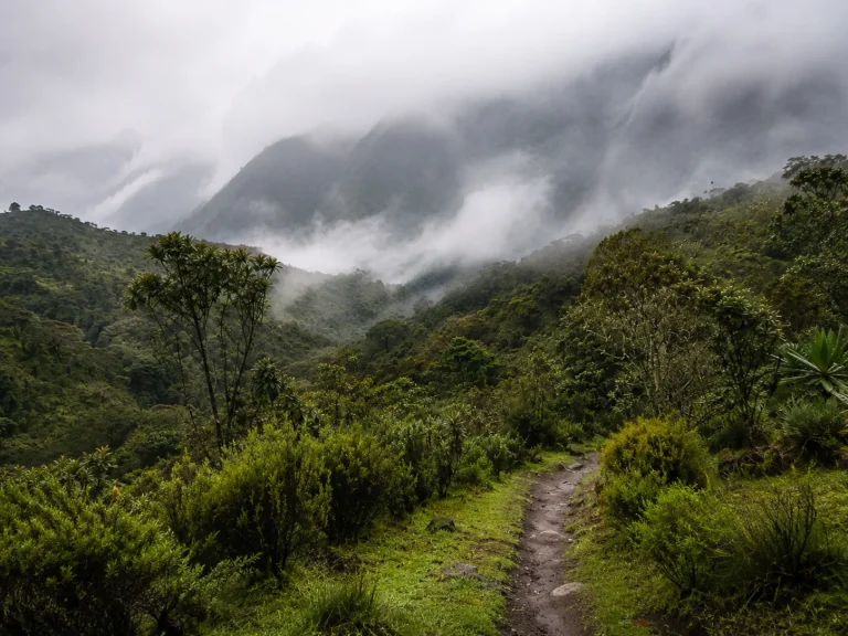 Rwenzori Quiet Mist Moment