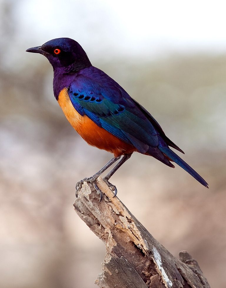 Tanzania