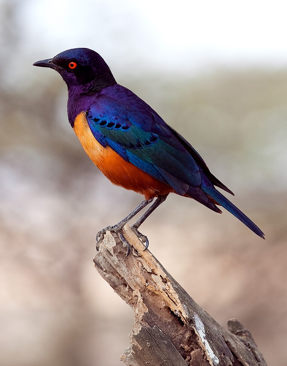 Tanzania