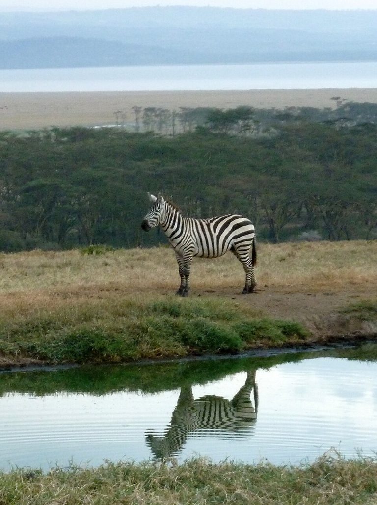 Lake Nakuru, Kenya - panoramio