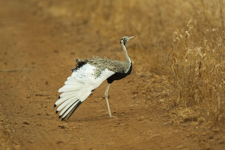 Hartlaub's Bustard - Meru - Kenya 06 7982 (15533157766)