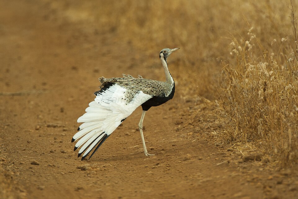 Meru National Park