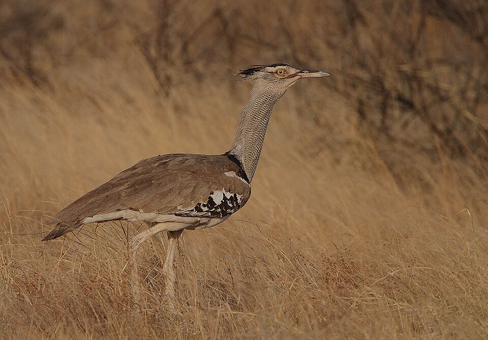 Samburu National Reserve