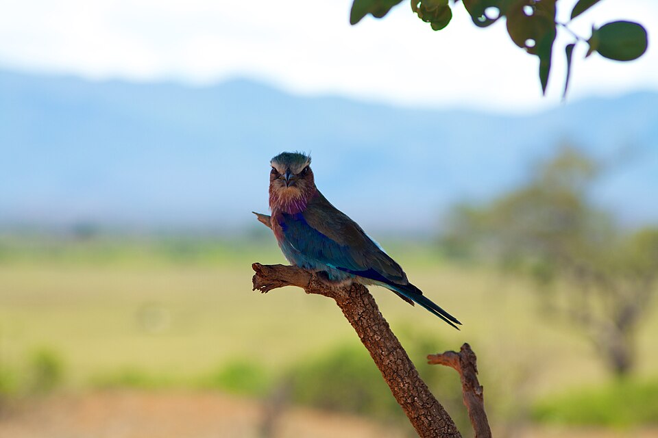 Tsavo East National Park