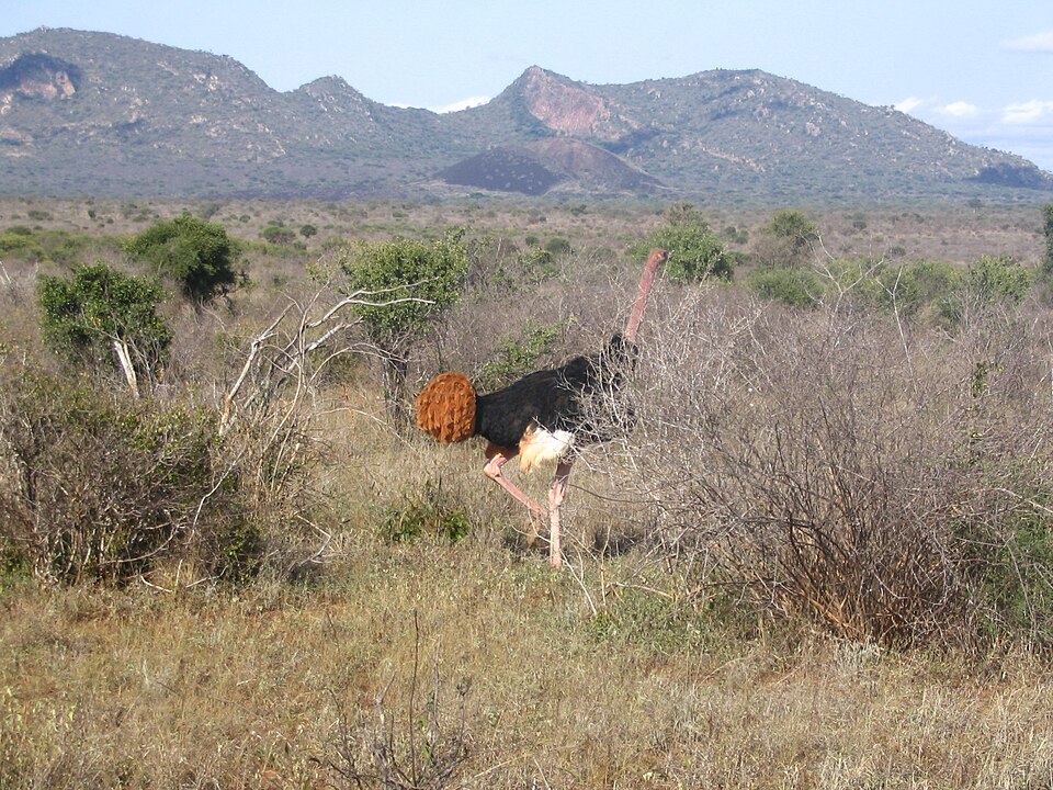 Tsavo West National Park