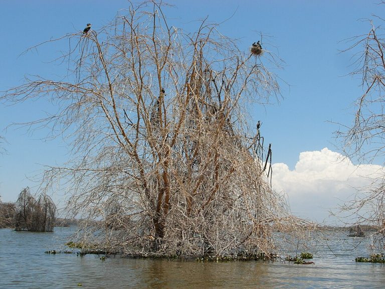 Kenya 2013. Lake Naivasha. - panoramio