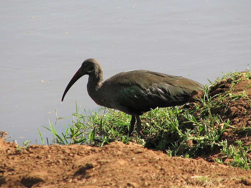 Lake Manyara National Park
