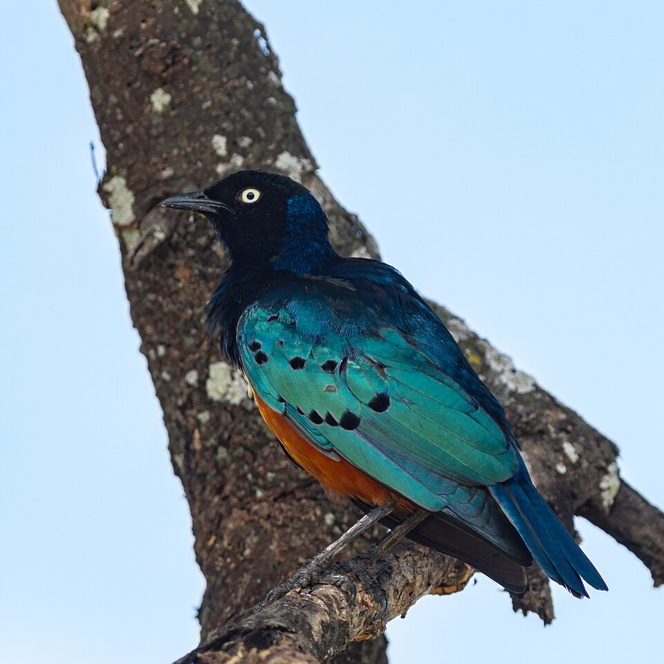 Tarangire National Park