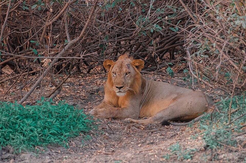Nyerere National Park