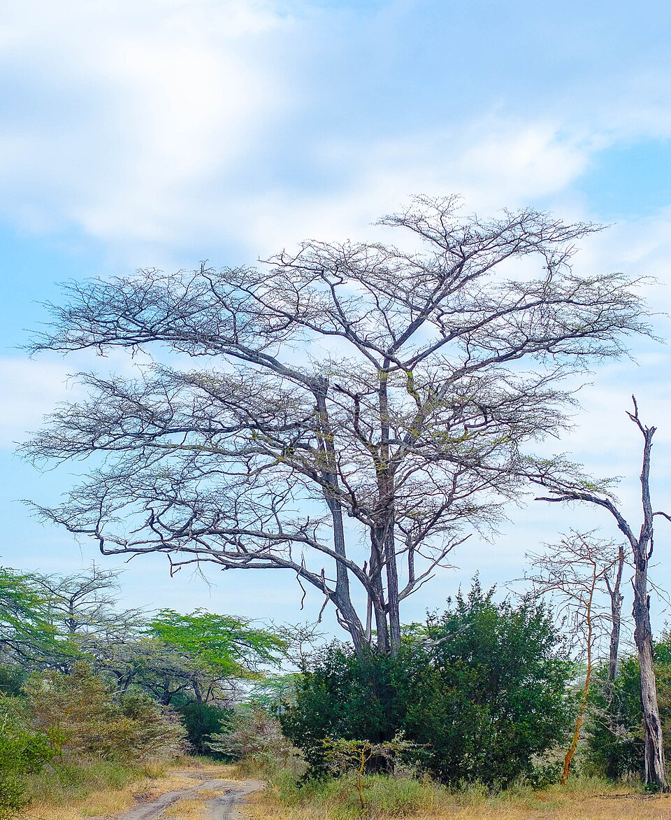 Selous National Park