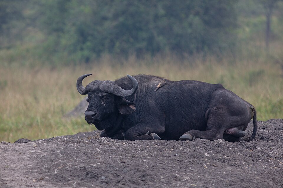 Lake Mburo National Park