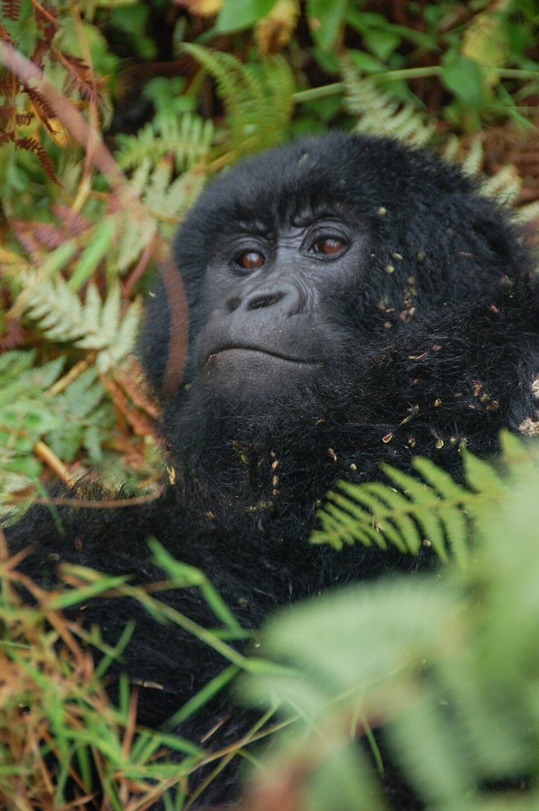 Mountain Gorilla in Mgahinga Gorilla National Park