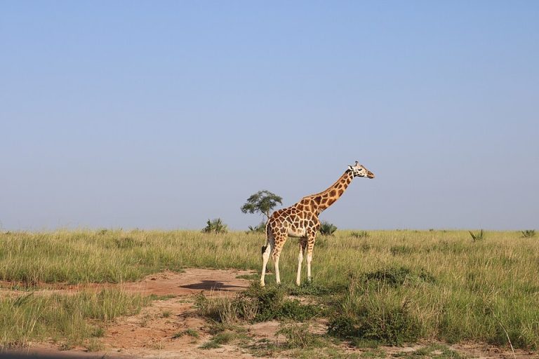 Giraffe in Murchison Falls National Park Uganda 02